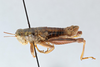 CollectionObject 2738144; d6003ef7-bd39-4375-adf8-19a812ffd169: Bradynotes chilcotinae chilcotinae. Lateral. (CollectionObject).