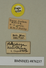 Hemelytroblatta (Mollidentoblatta) simillima (Chopard, 1929): Copyright Natural History Museum, London. Labels from paratype (adult male) in BM(NH). (Otu).