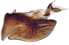 Pygofer, lateral view: Phelpsius intricatus, pygofer, laterally (INHS). (Observation).