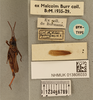 CollectionObject 1600088; 1014aaf3-9877-4175-9b1c-56ac77848eae: male, dorsal view, labels (syntype?). (CollectionObject).