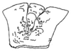 Callimenellus beybienkoi Gorochov & Voltshenkova, 2005: Fig. 16. pronotum, lateral view. (Otu).