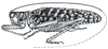 Schedocentrus (Schedocentrus) liparochrus Hebard, 1924: Pl. IX, Fig. 14. male habitus (body length 44 mm, tegmina 53 mm). (Otu).