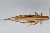 CollectionObject 2868644; CNCI 981549, 646864c6-dc57-4374-b126-452e5496088f: Schistocerca lineata. Dorsal view. (CollectionObject).