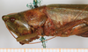 female, lateral view (syntype). Depicts CollectionObject 1589285; be7376ac-6da6-4bb3-85a3-63c0869426f1, a CollectionObject.