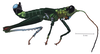Drymacris nebulicola (Rehn, 1929): male, lateral view. (Otu).