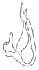 Aedeagus, lateral view on Arapona vallea DeLong, 1979: Male holotype [OSU]: aedeagus, lateral view. (Observation).