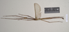CollectionObject 1563706; 695e8e05-fbfe-44c1-bfcb-349333f54181: copyright Natural History Museum, London. male (paratype). (CollectionObject).