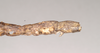 CollectionObject 1559535; NHMUK(SF IMPORT DUPLICATE) 844764, 7d7ca30d-f78a-48f9-a79e-f9a86e4ca1de: copyright Natural History Museum, London. female: end of [damaged] abdomen, lateral view (holotype). (CollectionObject).