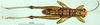 CollectionObject 1501474; 4f4db2d2-ae2b-4fe5-82f9-75454f9e52b3, DORSA BA000033S01: male, dorsal view (holotype). (CollectionObject).