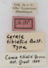 CollectionObject 1566600; NMW 14175, 91a614e2-7fc2-41de-8124-a8d630d614f8: labels (paralectotype). (CollectionObject).