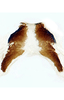 Forewing: !! display not done !! on Cuerna balli Oman & Beamer, 1944: Female internal sternum VIII.<br>U.S.A., Arizona, Coconino Co., 9.5 mi N Valle, INHS.<br> Photo: S. Krishnankutty. (Observation).