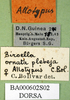 CollectionObject 1589652; e65841b6-6740-4b78-bb6a-fee71abf38ae: labels (allotype). (CollectionObject).