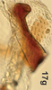 Anal tube processes on Bretega quinispiverpa Stiller, 2017: Anal tube process (from Riebeeck East). (Observation).