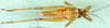 CollectionObject 1502766; 88ef67ed-7125-41d3-8c7e-bbf9f6d11b21: female, ventral view (allotype of Zubovskya mandshurica). (CollectionObject).