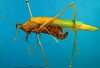 CollectionObject 1501731; ebe59413-3ad7-4252-8067-b1cd3d054dd8: female habitus lateral view (syntype). (CollectionObject).
