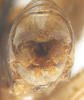 CollectionObject 1578223; 15a4a989-b64f-41f9-bff0-865db3461705: male, terminalia. (CollectionObject).