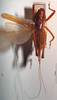 CollectionObject 1503255; MBBJ 3225969, 6ae5c9be-9c3c-4829-b54f-95e2c1d79512: male, dorsal view. (CollectionObject).