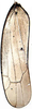 Forewing on Amazygina decaspina Dietrich & Dmitriev, 2006: Forewing (A. compressa Dietrich & Dmitriev). (Observation).