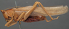 CollectionObject 1505703; ade45ca2-e508-4e5a-9e57-2eb414ae39d7: male habitus, lateral view (possible type of Pyrgocorypha inermis). (CollectionObject).