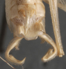 CollectionObject 1505716; 8dd08470-dbd0-4e29-83b3-34ad7a66a497: cerci (holotype). (CollectionObject).