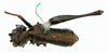 CollectionObject 1514653; 8c514156-b220-4c03-a331-5cdb8d869d3c: male, dorsal view (paratype). (CollectionObject).