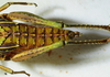 CollectionObject 1498671; c97a914b-ff0b-4ed8-9a97-1d4d3294415d: female abdomen tip, dorsal view. (CollectionObject).