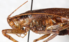 CollectionObject 1532921; 84d1b6c2-d772-4c48-8864-2dce5c911722: female, lateral view (allotype). (CollectionObject).