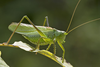 male. Depicts Tettigonia chinensis Willemse, 1933, an Otu.