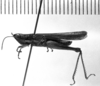 CollectionObject 1543643; e49ed536-44f1-4482-ae8e-cbc5f6458f8c: Image Carbonell, C.S. male, lateral view (holotype). (CollectionObject).