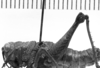 CollectionObject 1567248; 2c99ba29-d985-466f-bfa6-7e9c748ae03d: Image Carbonell, C.S. female, lateral view (syntype). (CollectionObject).
