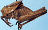 CollectionObject 1522384; e127a5dd-0697-4800-b337-ac49e6198497: male, lateral view (holotype). (CollectionObject).