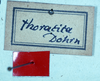 CollectionObject 1534476; d6db73e6-d256-4476-9255-700965bd9e6a: labels (syntype). (CollectionObject).