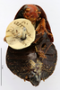 Deropeltis erythrocephala (Fabricius, 1781): CC BY-NC-ND 4.0/MNHN - Depraetere Marion - 2014. Type, female, of delalandi Saussure, 1864. Specimen number: MNHN-EP-EP903. http://coldb.mnhn.fr/catalognumber/mnhn/ep/ep903. (Otu).