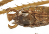 CollectionObject 1539648; 2e85d8d8-a644-4cb5-97bf-2dbbf76a71ee: male subgenital plate (syntype). (CollectionObject).;CollectionObject 1539649; 5e308dca-8056-47c1-bdb5-c15e234c7dc5: male subgenital plate (syntype). (CollectionObject).