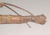CollectionObject 1563988; NHMUK(SF IMPORT DUPLICATE) 844659, e0b7bab4-af0b-4dc2-9de1-c5429d269c46: copyright Natural History Museum, London. female: end of abdomen, lateral view (paralectotype). (CollectionObject).