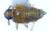 Habitus, dorsal view on Delphacodes acuministyla Dozier, 1926: (Observation).