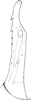 Aedeagus, lateral view on Shadelphax eforiae (Dlabola, 1961): Aedeagus, lateral view. (Observation).