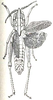 Charilaus carinatus Stål, 1875: Fig. 12. female (body length 35 mm) (previously Synonym Charilaus miraculum). (Otu).