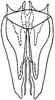 Subgenital plate: !! display not done !! on Chlorotettix dentatus Sanders & DeLong, 1923: genital capsule, ventrally. (Observation).