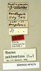 CollectionObject 1573108; 0c9ff18d-82e9-4e88-9c55-5838c391afb3: Copyright Natural History Museum, London. Labels from non-type (adult female) in BM(NH). (CollectionObject).