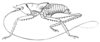 Pseudacrodonta nigrospinosa (Bolívar, 1900): Fig. 18. male habitus (body length 29 mm, fastigium 2.5 mm, pronotum 10 mm). (Otu).