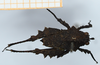 CollectionObject 1506051; bcb82a0a-408d-4539-a43e-3a00971f2dd9: male, dorsal view (syntype). (CollectionObject).