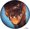 CollectionObject 1538300; 84f5d405-0c44-495e-a8cc-3f136cf53141: female subgenital plate (holotype). (CollectionObject).