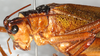 CollectionObject 1544415; 9e9cfe68-9ee4-4ef7-bca3-0d1b7a4193d6: male, head and pronotum, lateral view (holotype). (CollectionObject).
