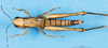 CollectionObject 1537591; cf956209-e84a-4616-9030-156ad8935b01: female, dorsal view (holotype). (CollectionObject).