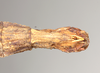 CollectionObject 1558174; 885f99da-0af1-45d6-8d45-4240f681d5ab: copyright Natural History Museum, London. female: end of abdomen, ventral view (holotype). (CollectionObject).