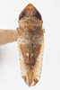 Habitus, dorsal view on Twiningia scrupulosa (Ball, 1902): (Observation).