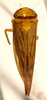 Habitus, dorsal view: Andanus bimaculatus, dorsal habitus (OSUC). (Observation).
