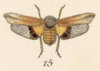 Habitus, dorsal view: !! display not done !! on Cyrpoptus suavis Stål, 1862: (Observation).
