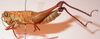 CollectionObject 1543680; 3815915a-9c82-4c56-8208-bab8d1b64765: female, lateral view (lectoallotype). (CollectionObject).